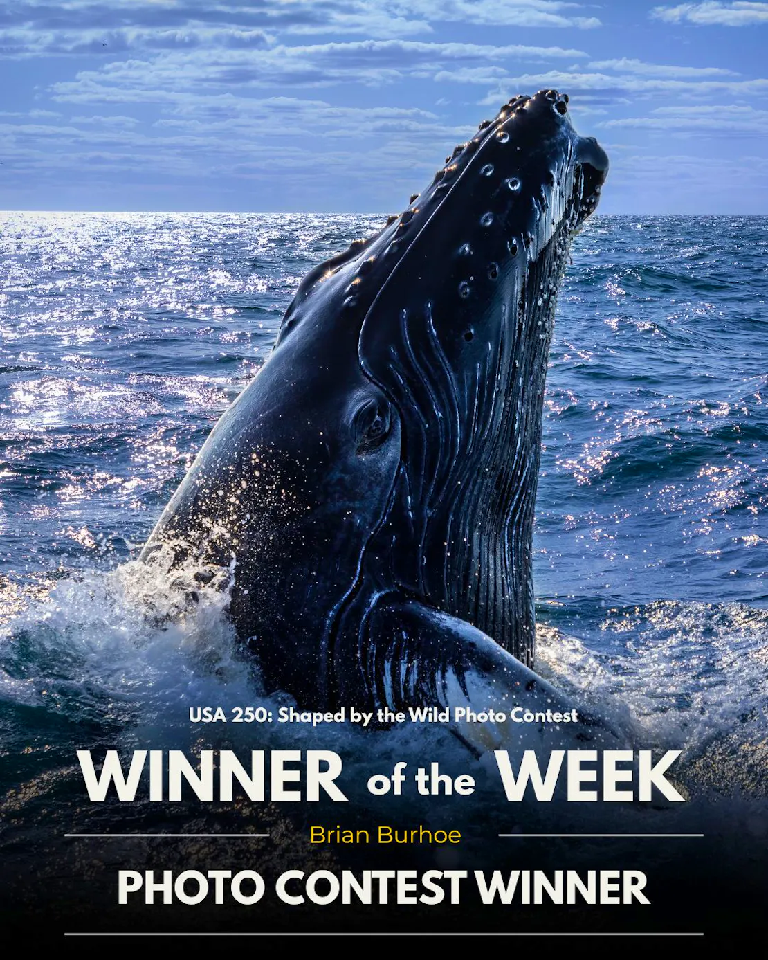 USA 250: Shaped by the Wild Photo Contest. Winner of the Week. Photo Contest Winner. Brian Burhoe. Humpback whale breaching.