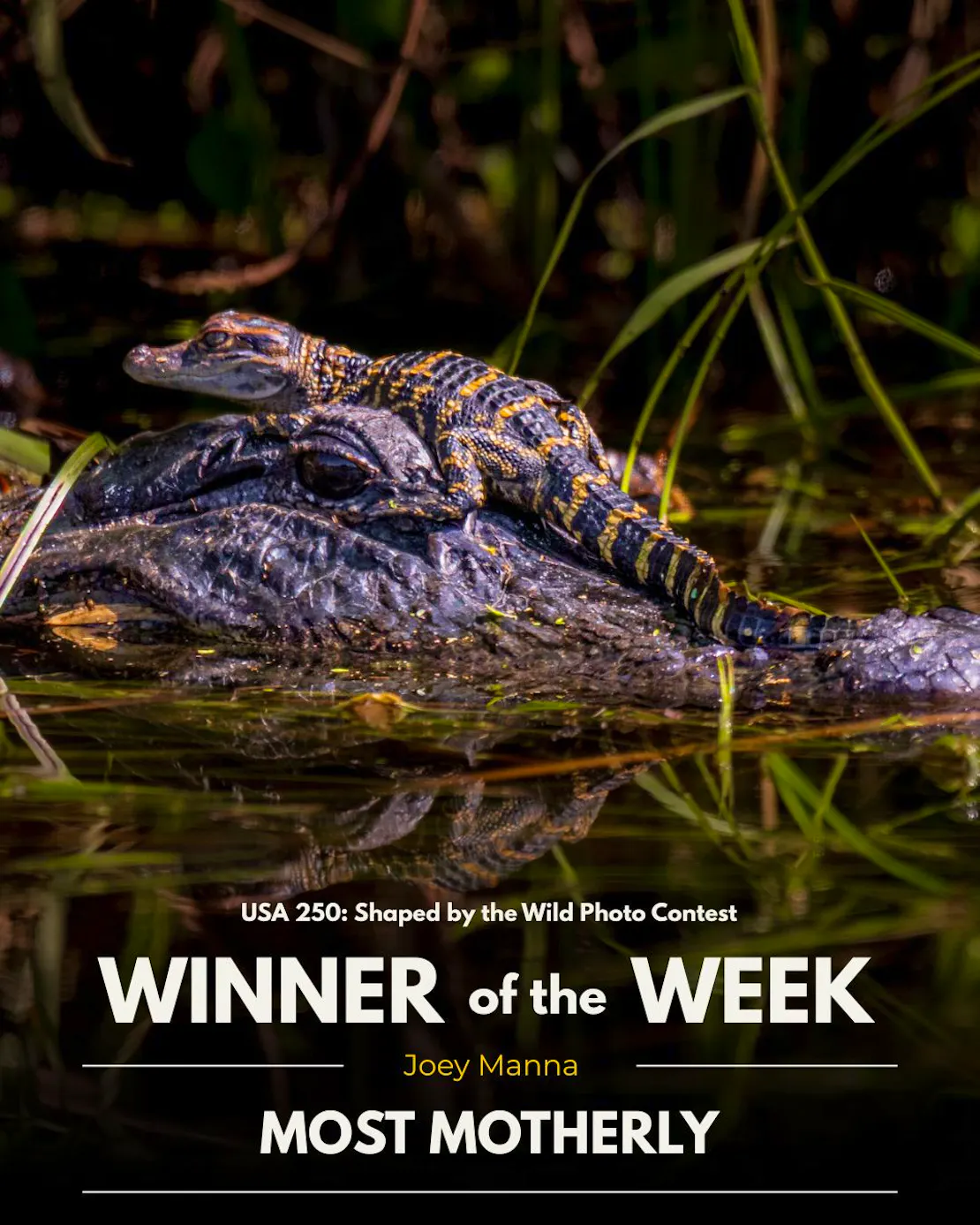 Young alligator on mother's head. USA 250: Shaped by the Wild Photo Contest. Winner of the week. Most motherly.