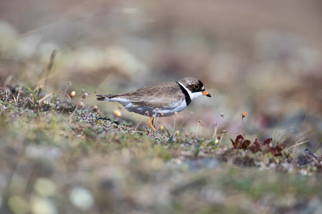 A semipalmated plover (a small grey bird with a bright orange beak and black band around it's neck) forages amid tundra wildflowers.