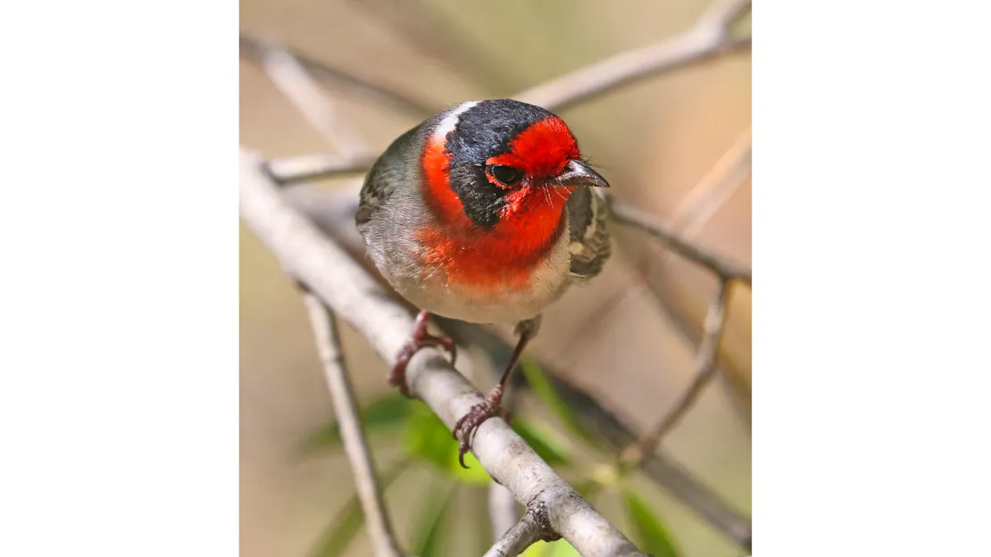 Red-faced warbler (small grey backed bird with a bright red face and black "headband") sitting on tree branch.