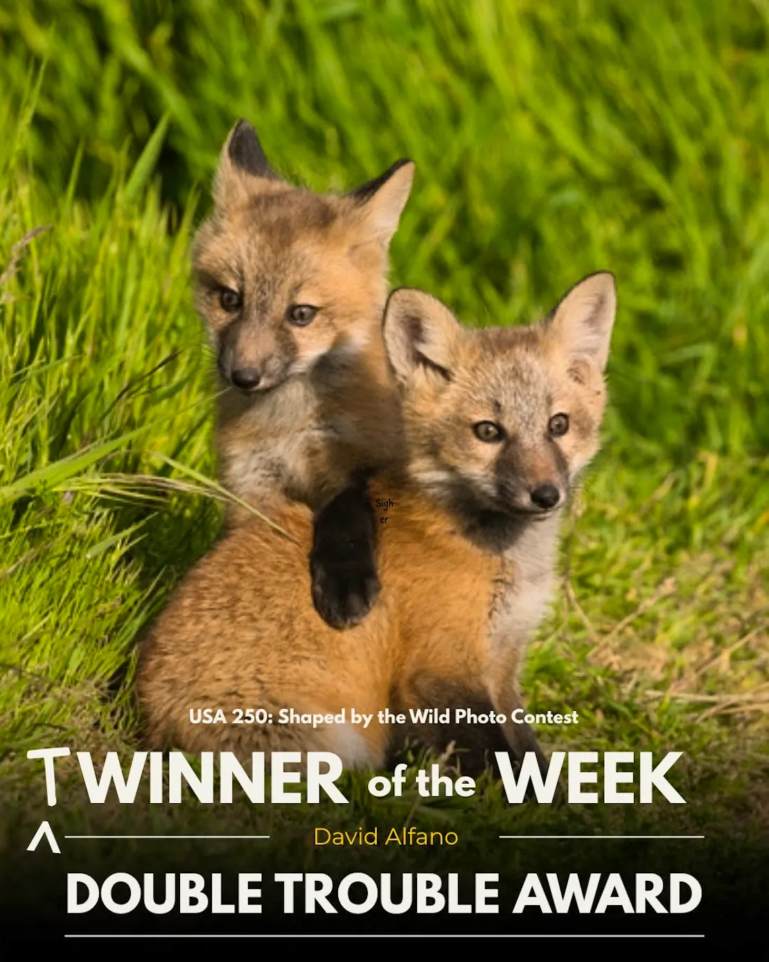 two foxes playing. Twinner of the week. Double trouble award. USA 250: Shaped by the Wild Photo Contest