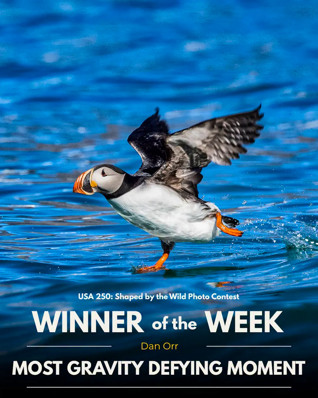 a puffin running on water. USA 250: Shaped by the wild photo contest. Winner of the week. Most gravity defying moment.