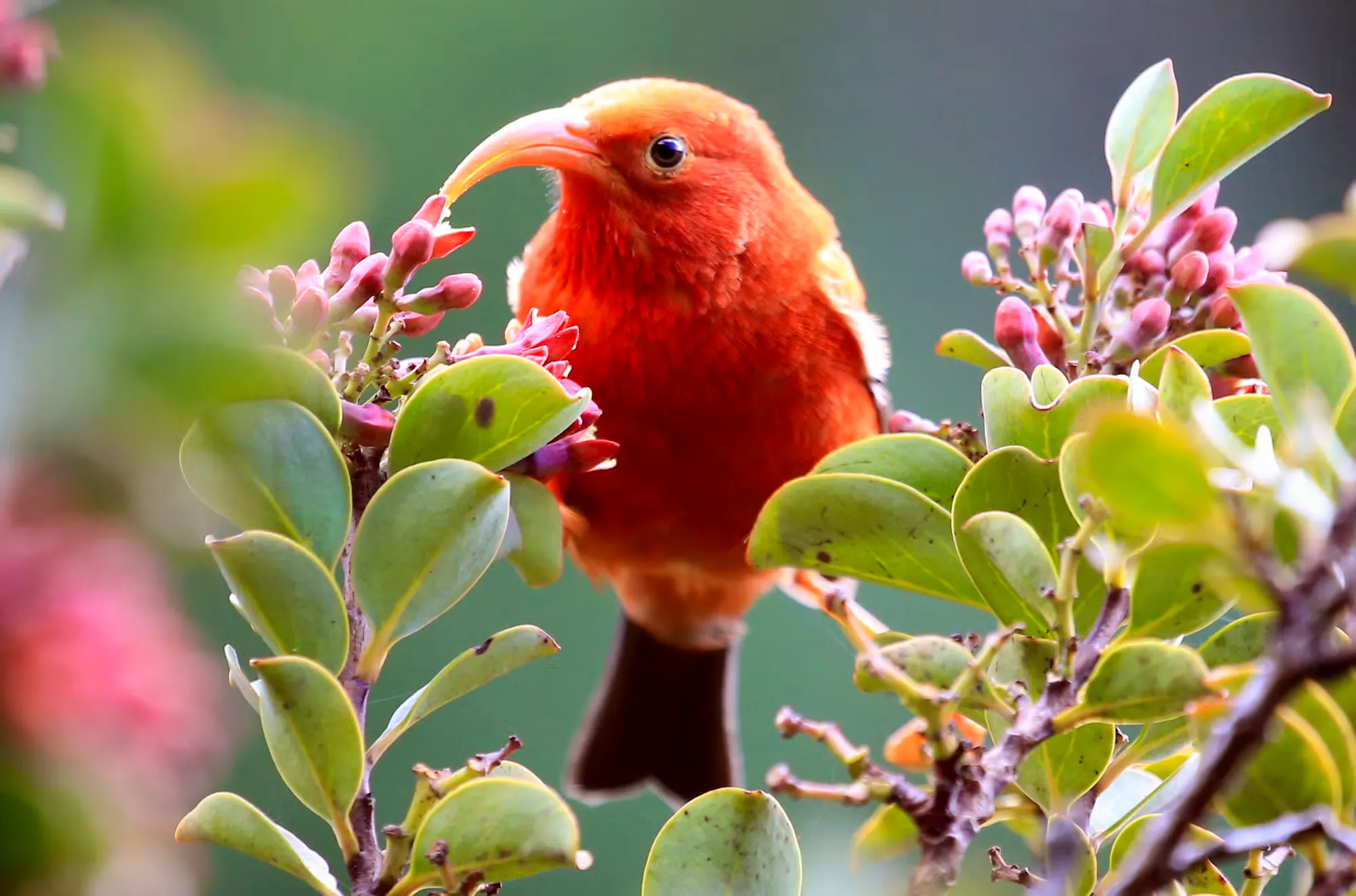 an i'iwi feeding from a flower in Maui, HI