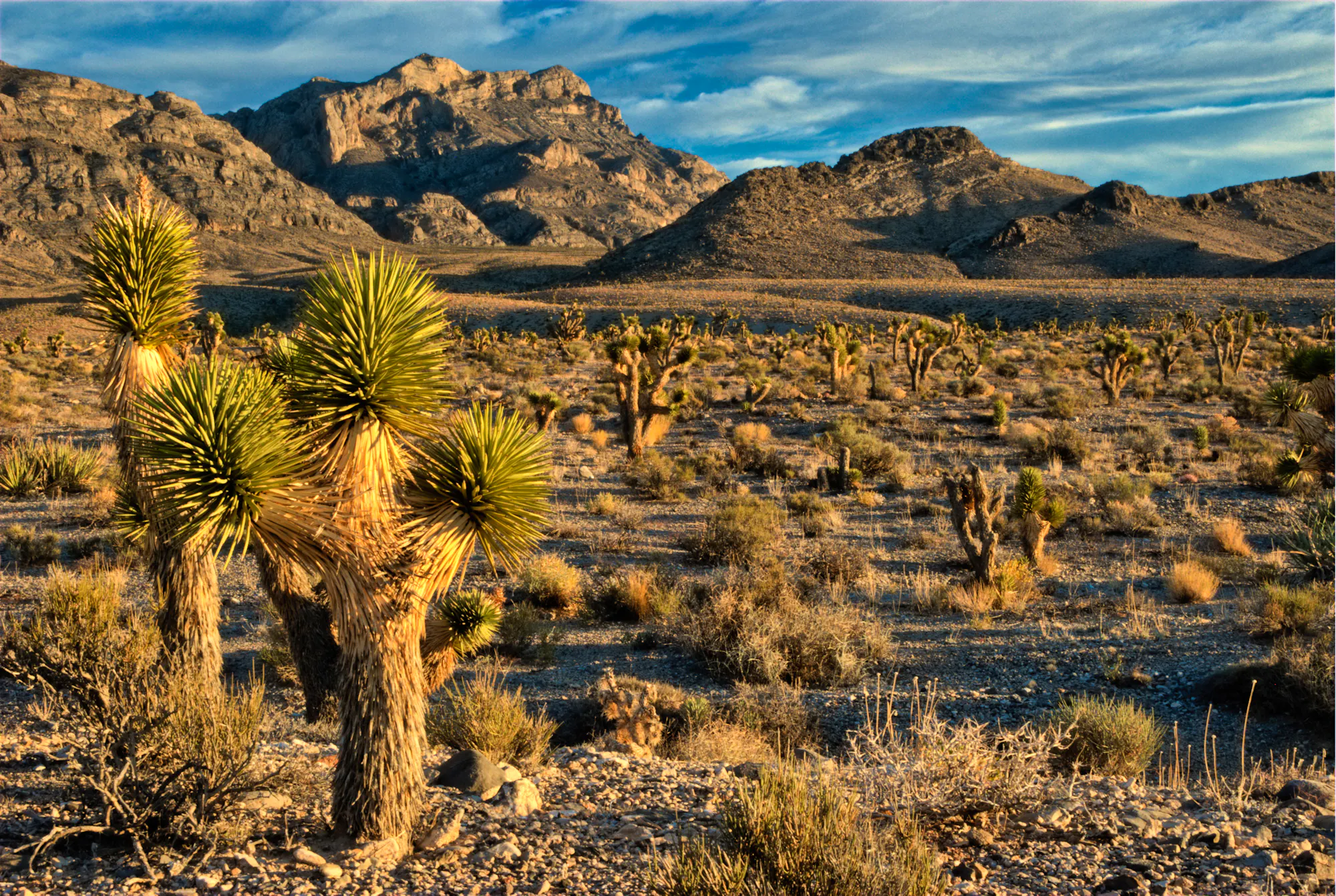 Nevada Desert