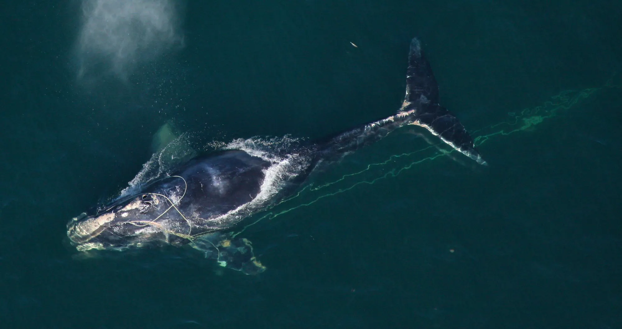 north Atlantic right whale with an entangled string around the top of its head as it swims in the Atlantic ocean