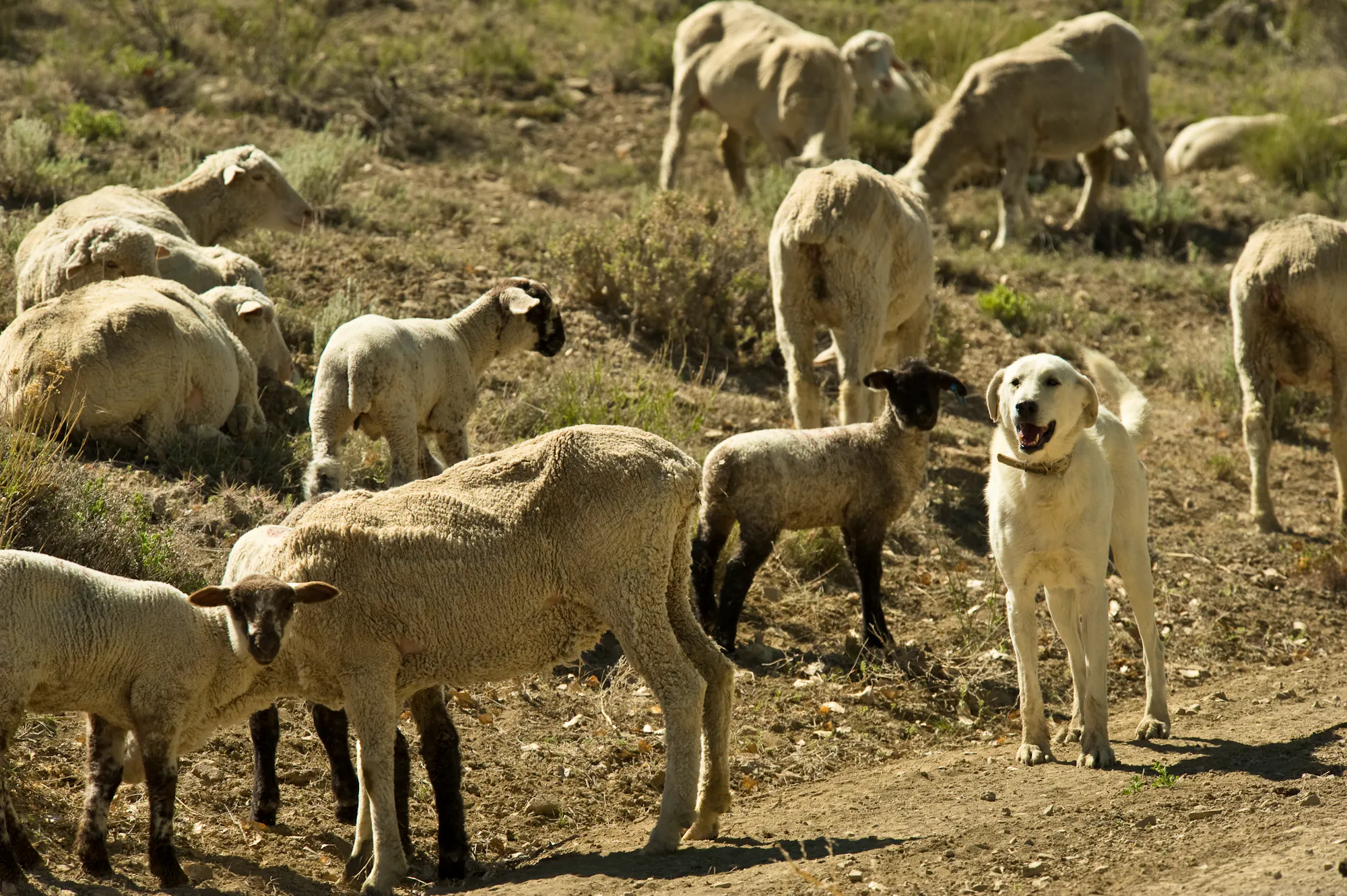 Livestock Dog