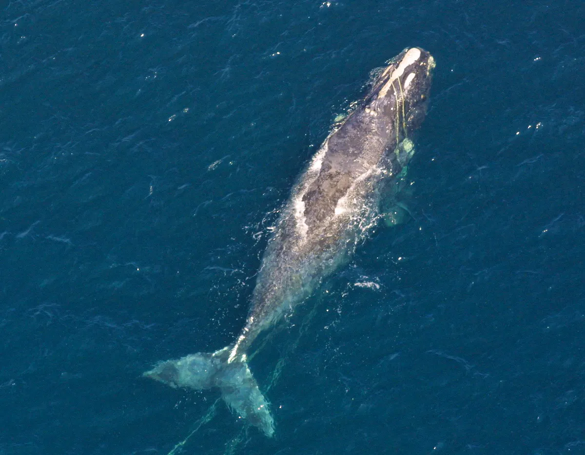 pale gray north atlantic right whale swimming in dark blue ocean with an entangled string wrapped around the top of its head and seen underneath it's lower body