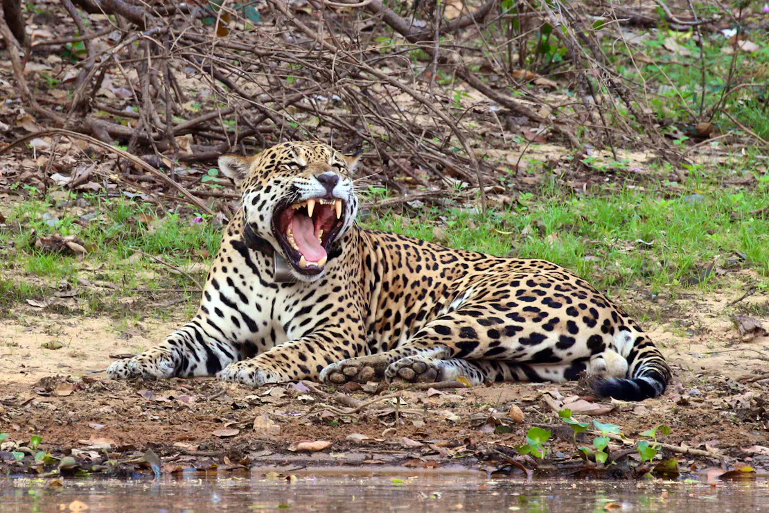 A male jaguar lays next to a river in Brazil and yawns, showing his large and sharp teeth.