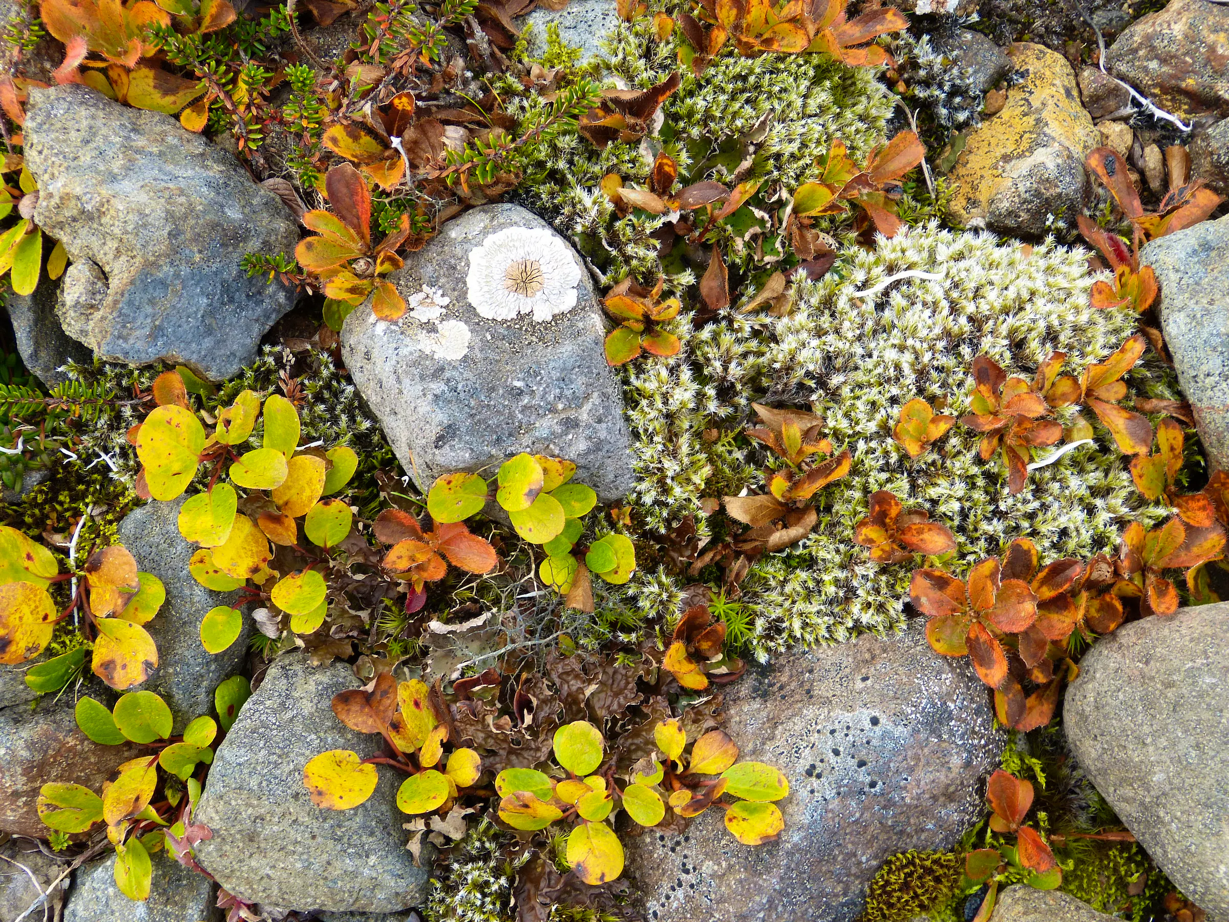 Vegetation and lichen growing around rocks.