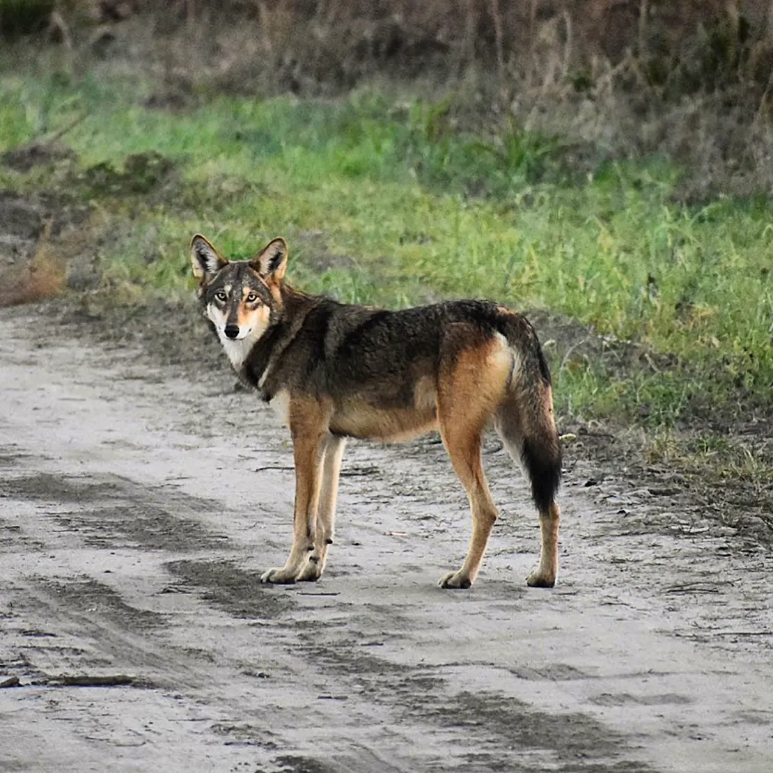 A Red Wolf stands in the road at Alligator River National Wildlife Refuge