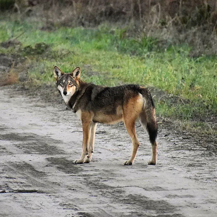 The Locals Who Shape Us: Red Wolves of North Carolina | Defenders of ...