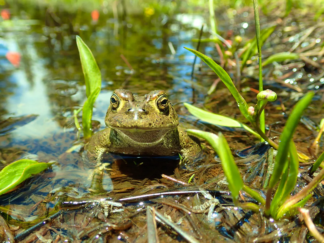 A Yosemite toad sitting in some shallow water in a breeding meadow in the Sonora Pass in Humboldt-Toiyabe National Forest.