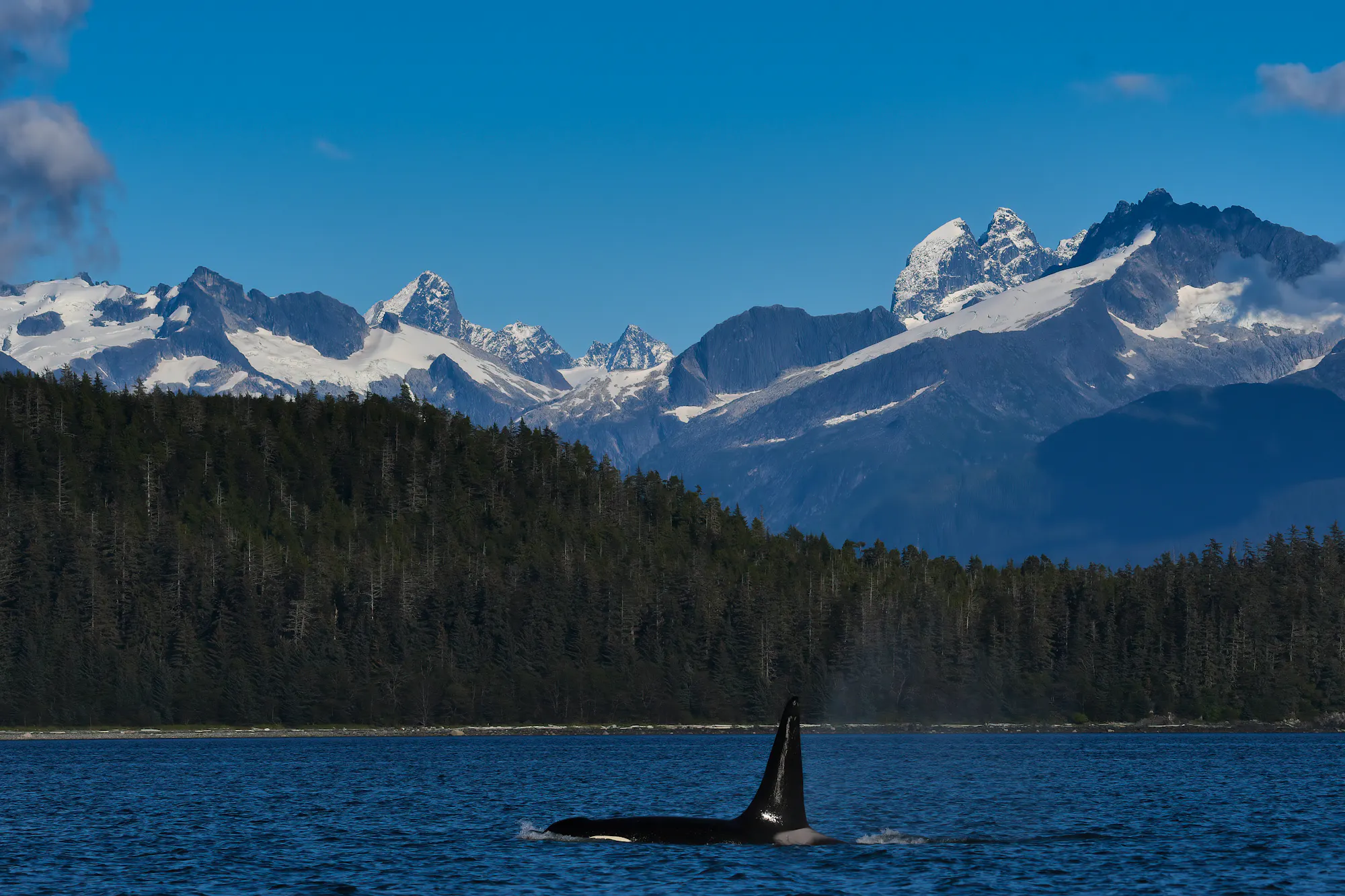 Orca / Tongass National Forest 