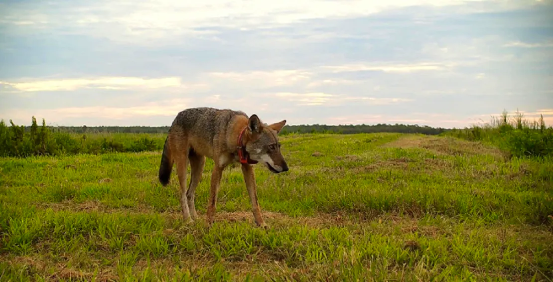 A Red Wolf walking across field.