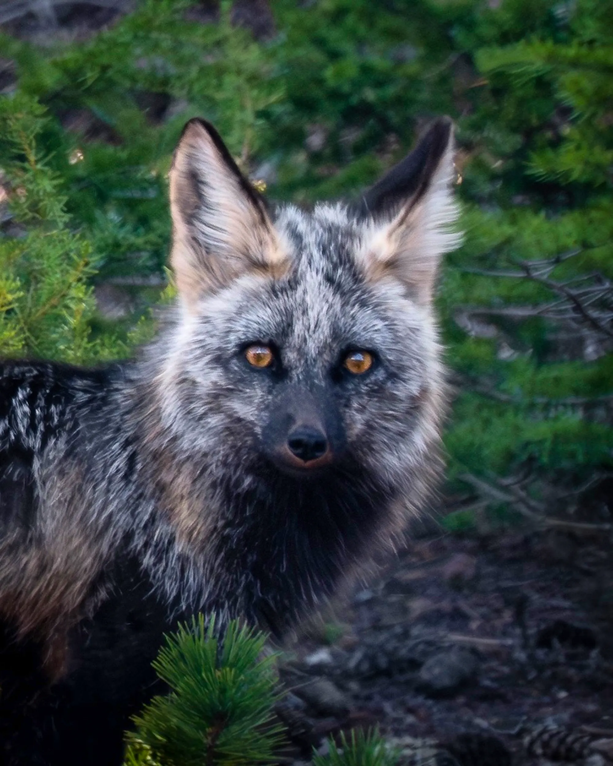 A close up of the face of a Sierra Nevada Red Fox at the edge of a forest in Deschutes County, Oregon.