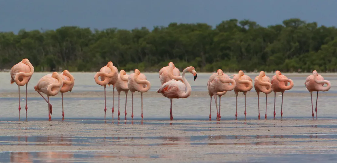 A flock of 13 flamingoes stand in water in Everglades National Park. All but one have their heads tucked into their bodies in a standing sleeping position. The last one is standing normally, giving a side profile.