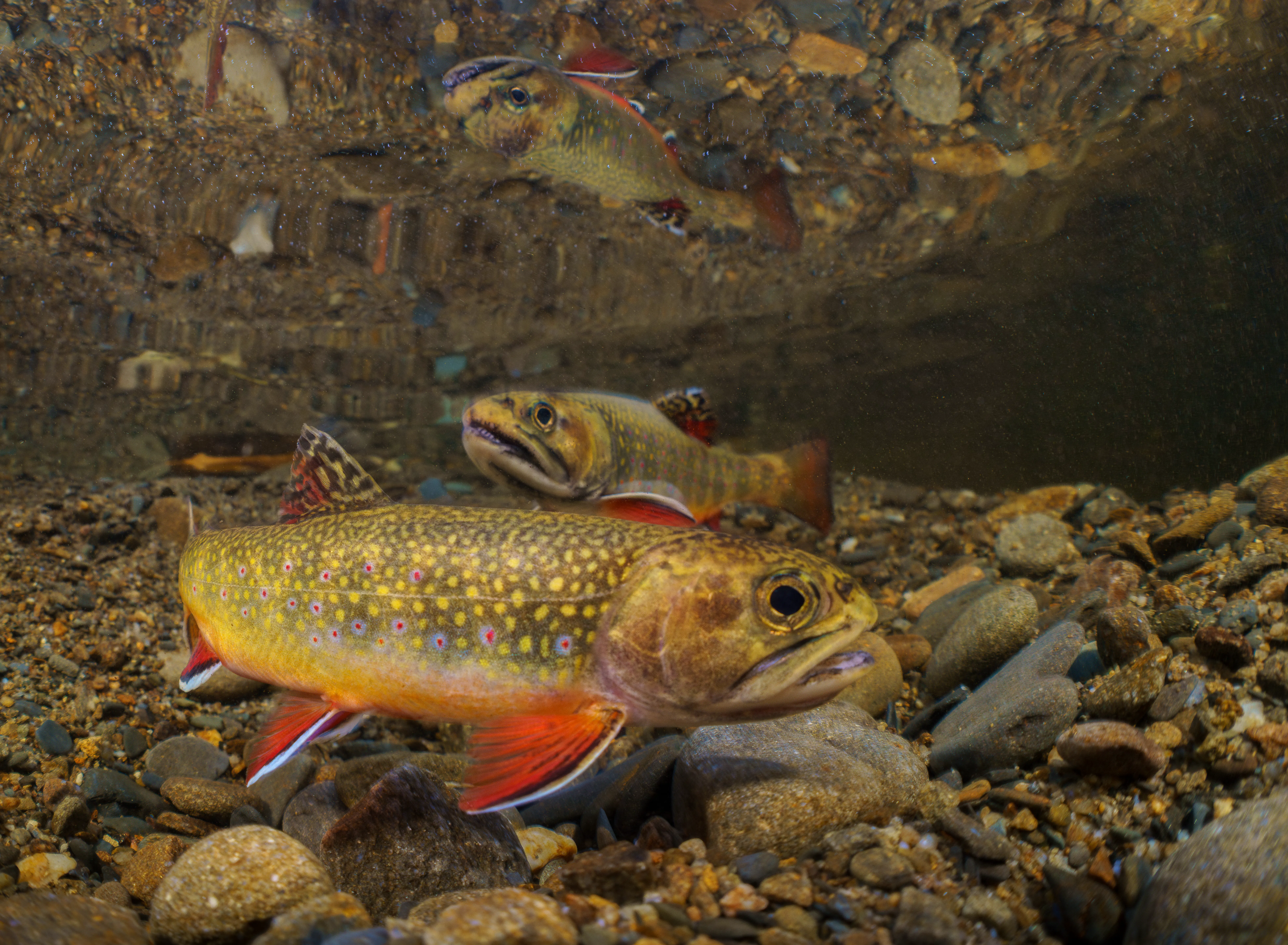 Bull Trout 