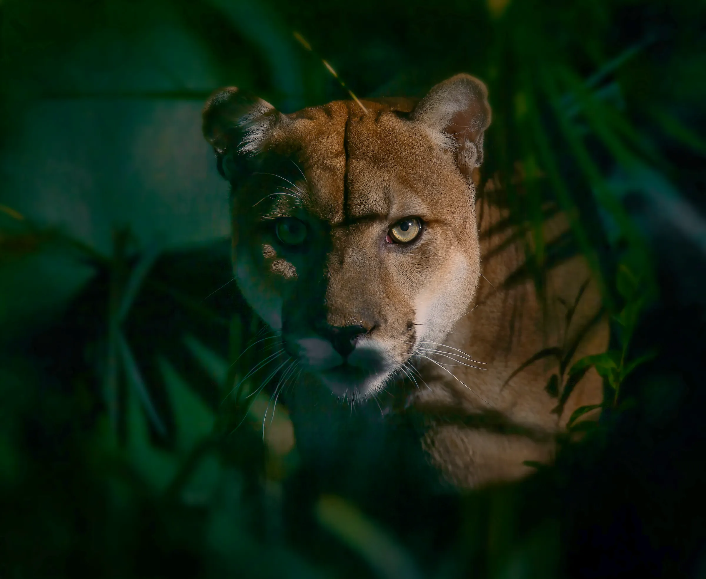 closeup of florida panther surrounded by greenery