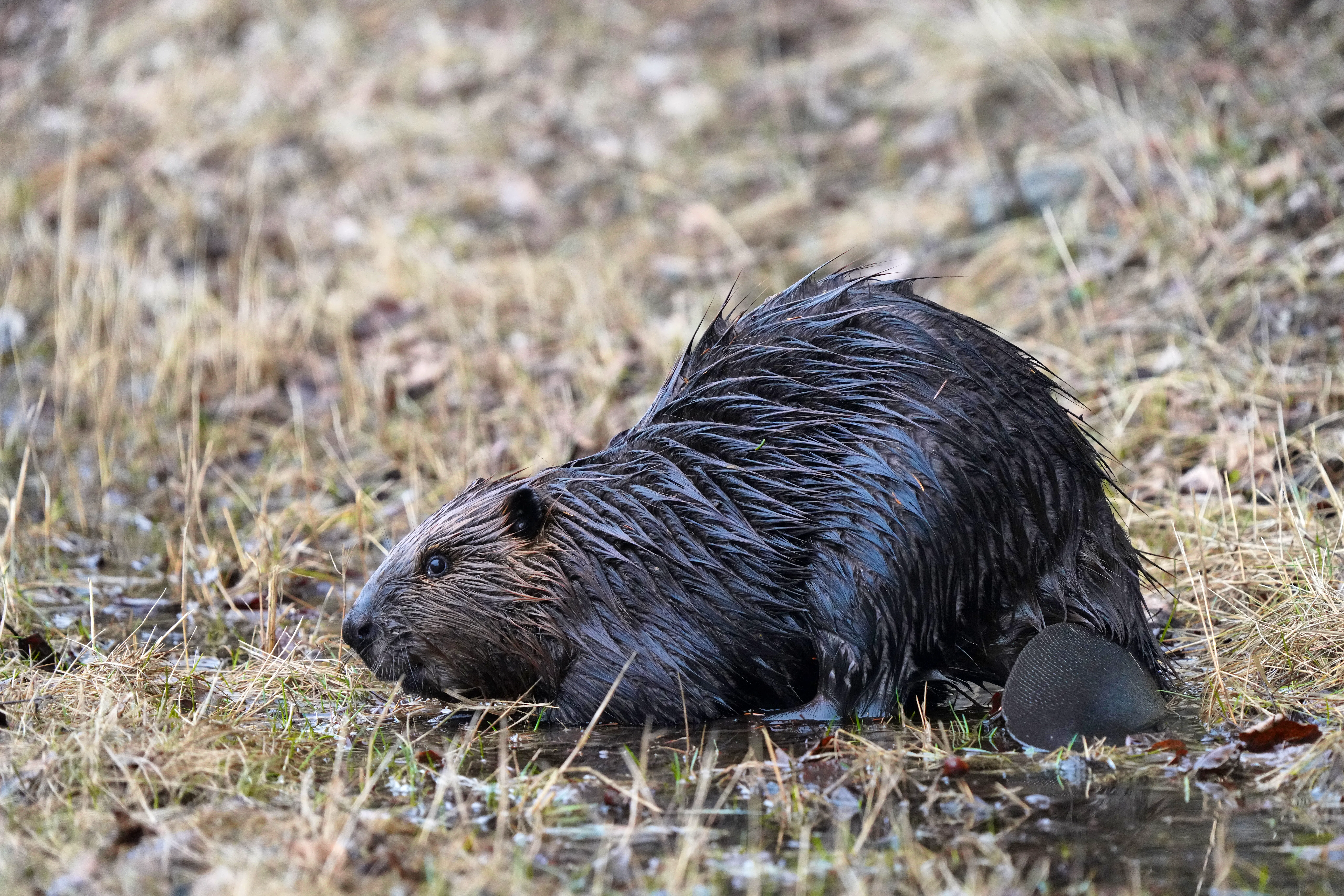 North American beaver 