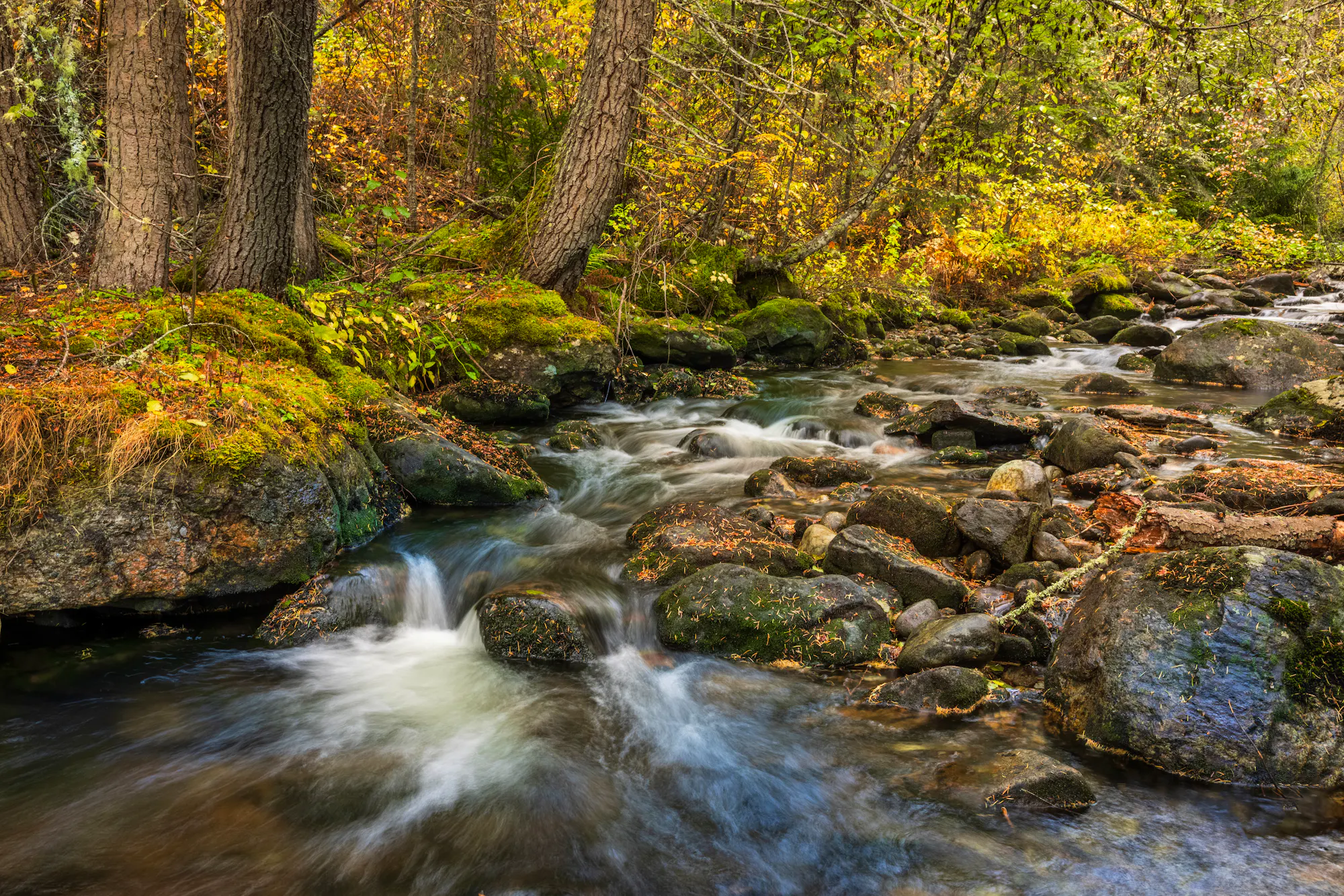 Bitterroots Bass Creek Fall