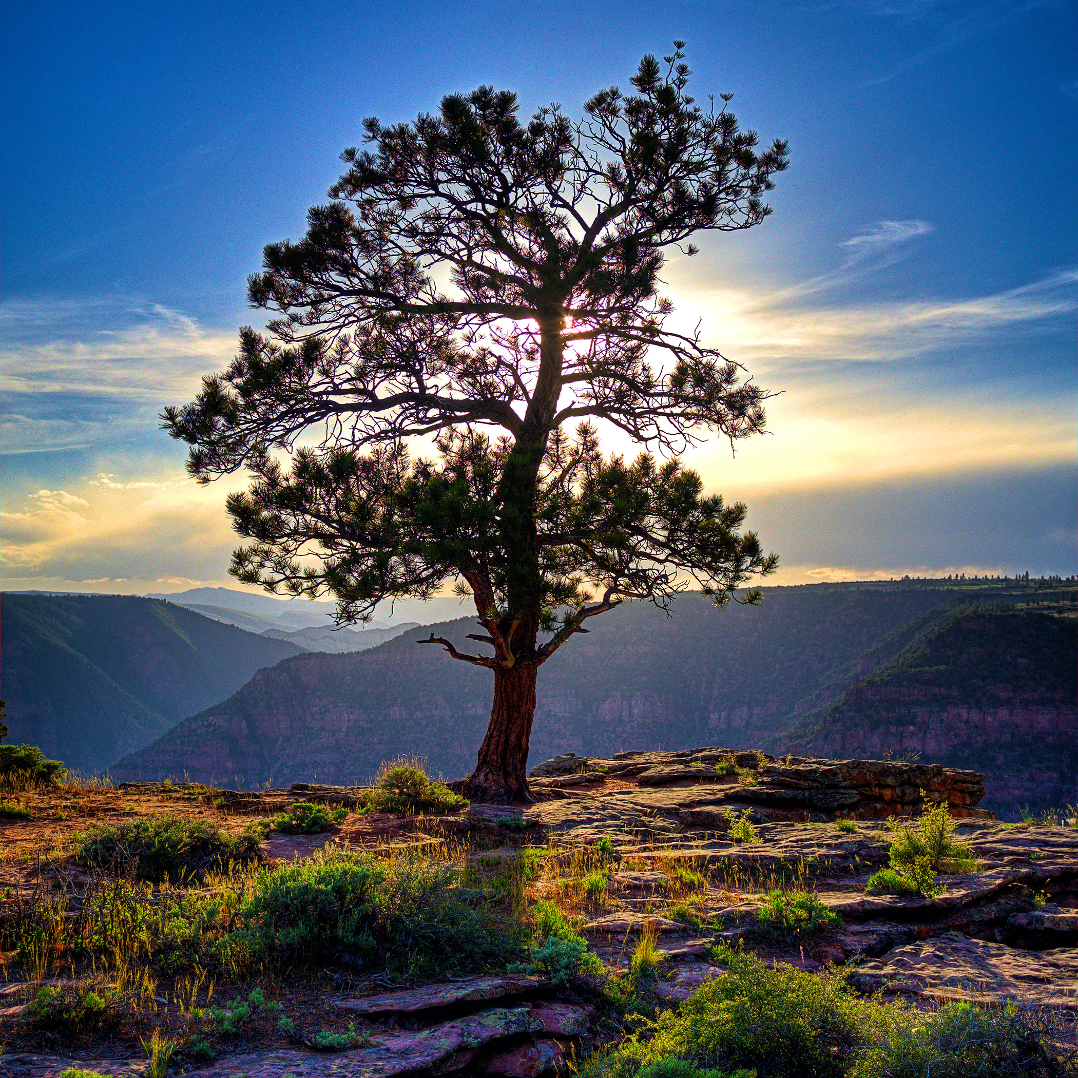 Ashley National Forest 