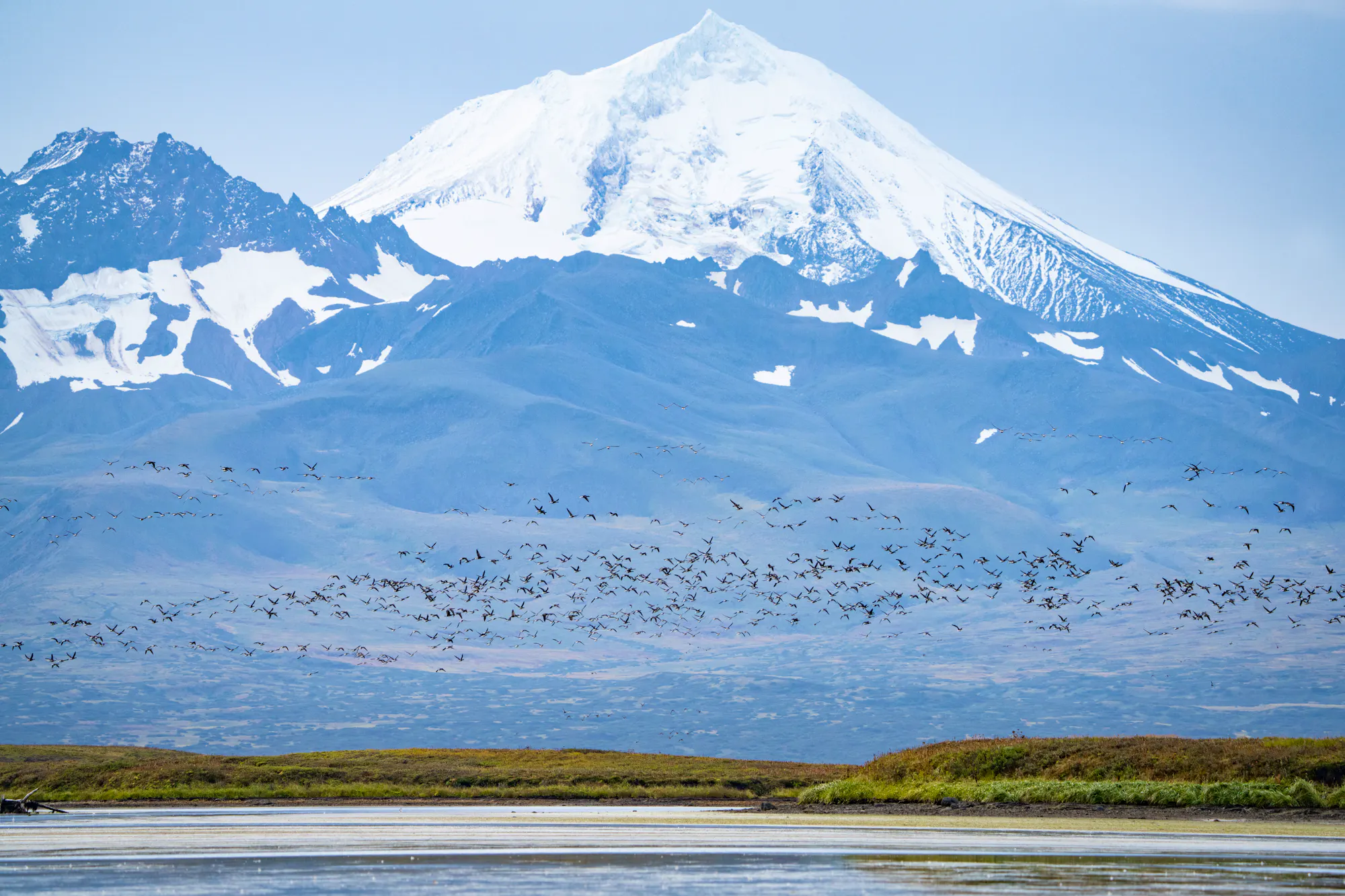 - Izembek National Wildlife Refuge - Brant in front of Frosty -