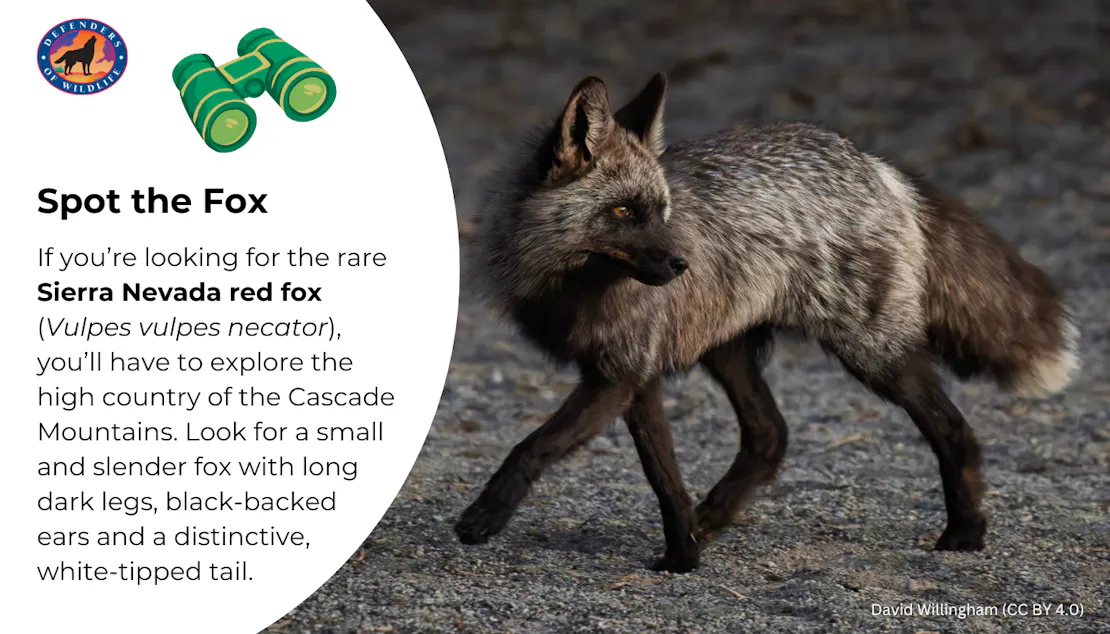 A graphic that tells viewers how to identify a Sierra Nevada red fox: "Look for a small and slender fox with long dark legs, black-backed ears and a distinctive, white-tipped tail."