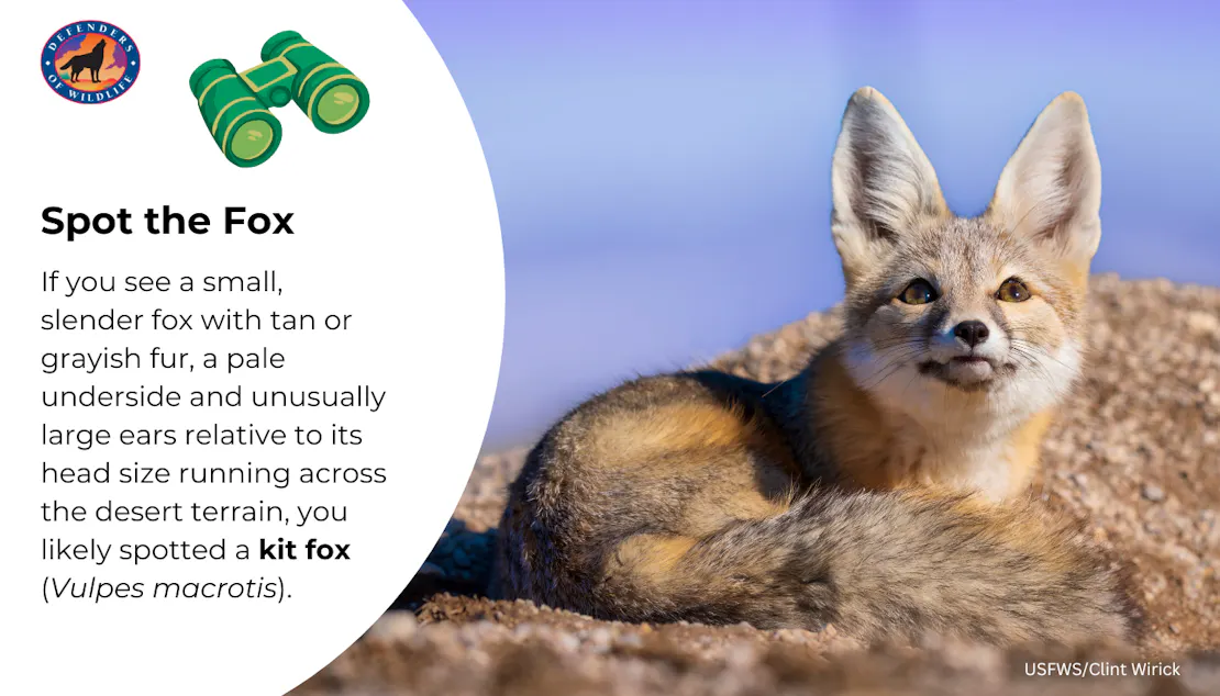 Graphic telling the viewer how to identify a kit fox. "If you see a small, slender fox with tan or grayish fur, a pale underside and unusually large ears relative to its head size running across the desert terrain, you likely spotted a kit fox (Vulpes macrotis)."