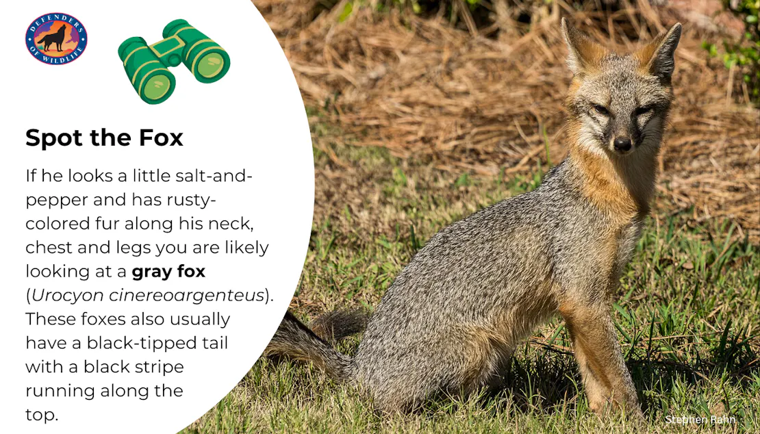 Graphic telling the viewer how to identify a gray fox. "If he looks a little salt-and-pepper and has rusty-colored fur along his neck, chest and legs you are likely looking at a Gray Fox (Urocyon cinereoargenteus). These foxes also usually have a black-tipped tail with a black stripe running along the top."