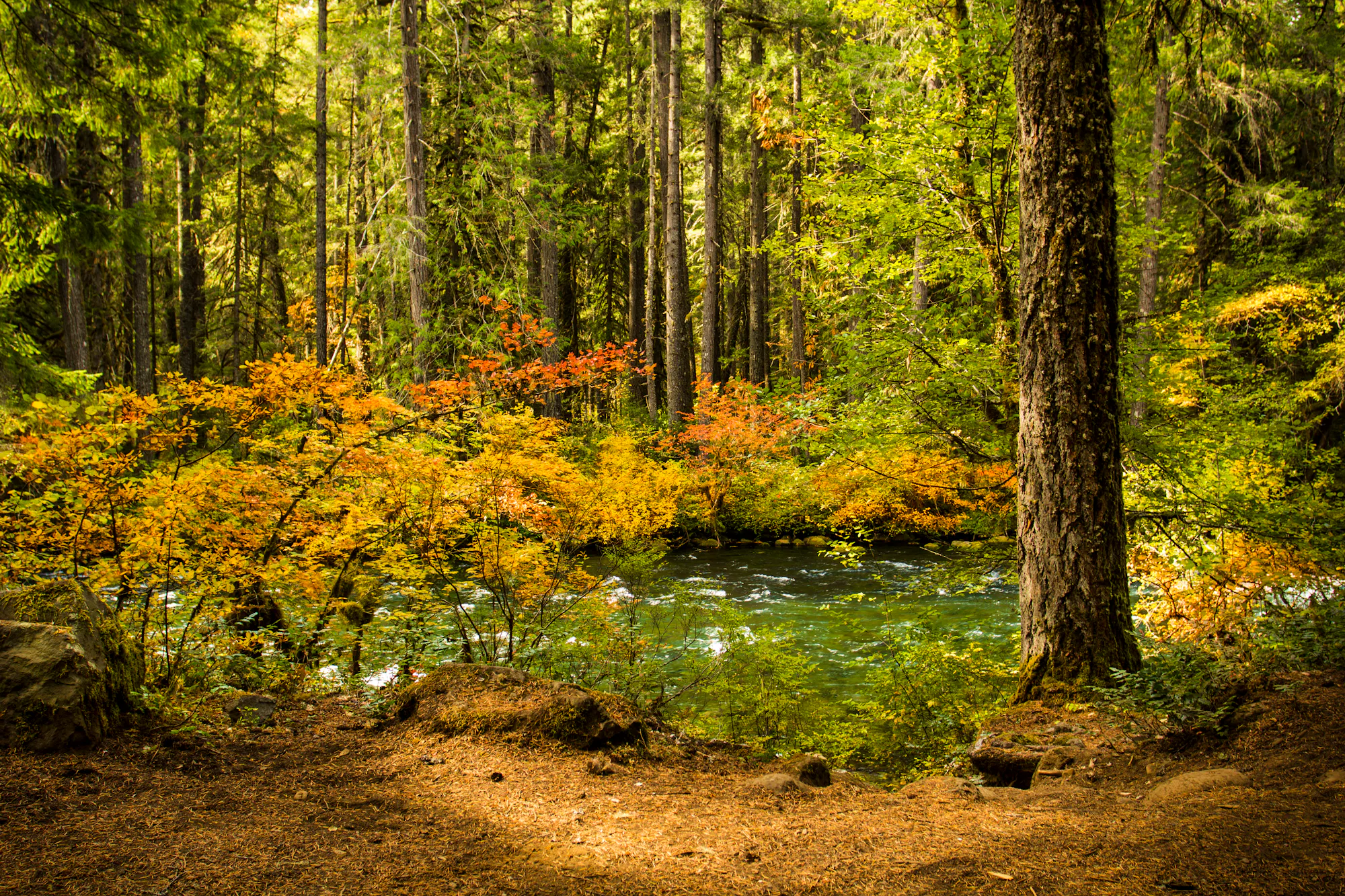 Oregon forest and river