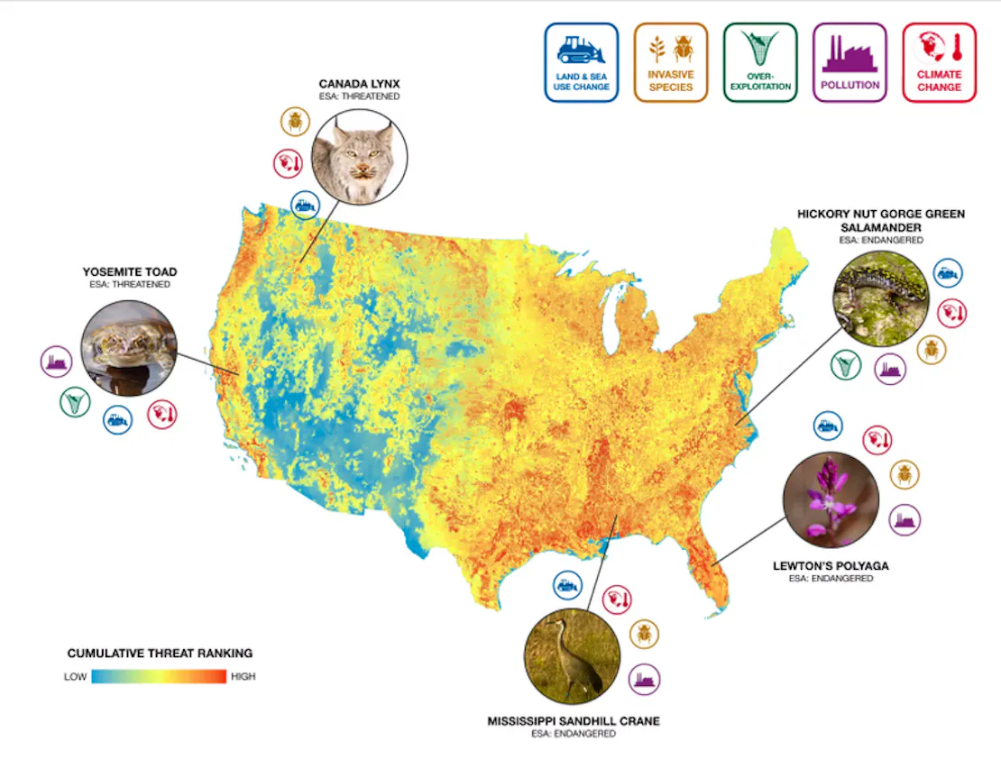 Map of the contiguous United States showing cumulative biodiversity threat rankings by region, with four highlighted ESA-listed species — Canada lynx, Yosemite toad, Mississippi sandhill crane, Hickory Nut Gorge green salamander and Lewton's polyaga — and icons indicating five drivers of biodiversity loss: land and sea use change, invasive species, overexploitation, pollution and climate change.