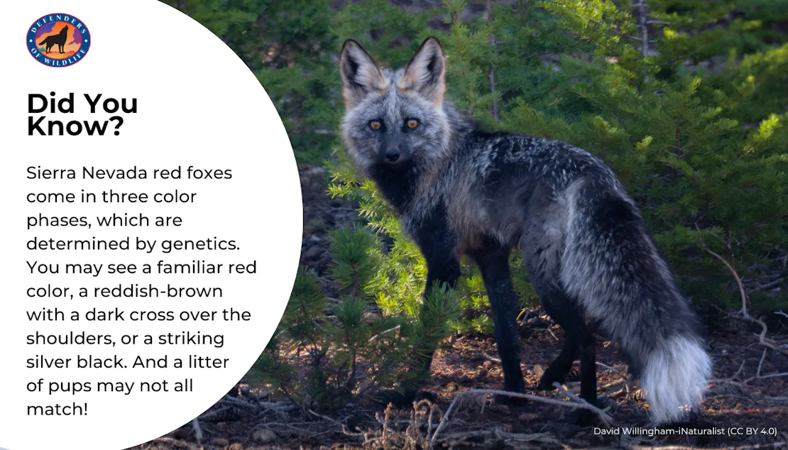 Graphic that shares a fun fact about the different colors Sierra Nevada red fox can be. They "come in three color phases, which are determined by genetics. You may see a familiar red color, a reddish-brown with a dark cross over the shoulders, or a striking silver black. And a litter of pups may not all match!"