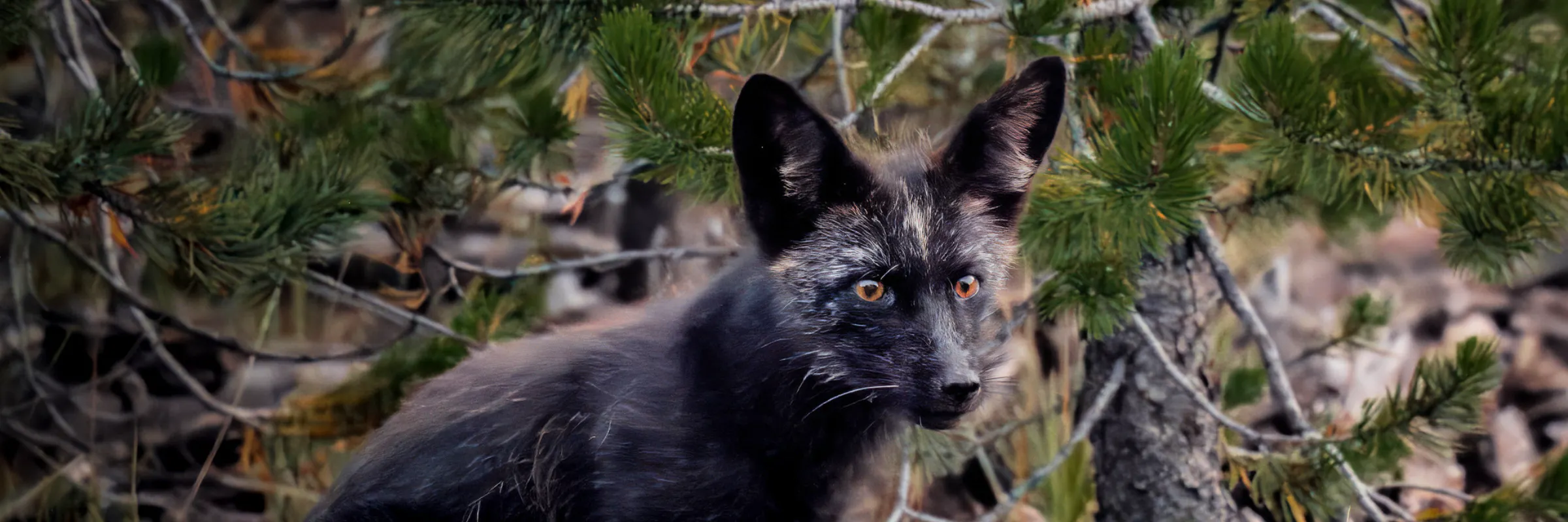 Sierra Nevada Red Fox sitting in the woods in Deschutes County Oregon