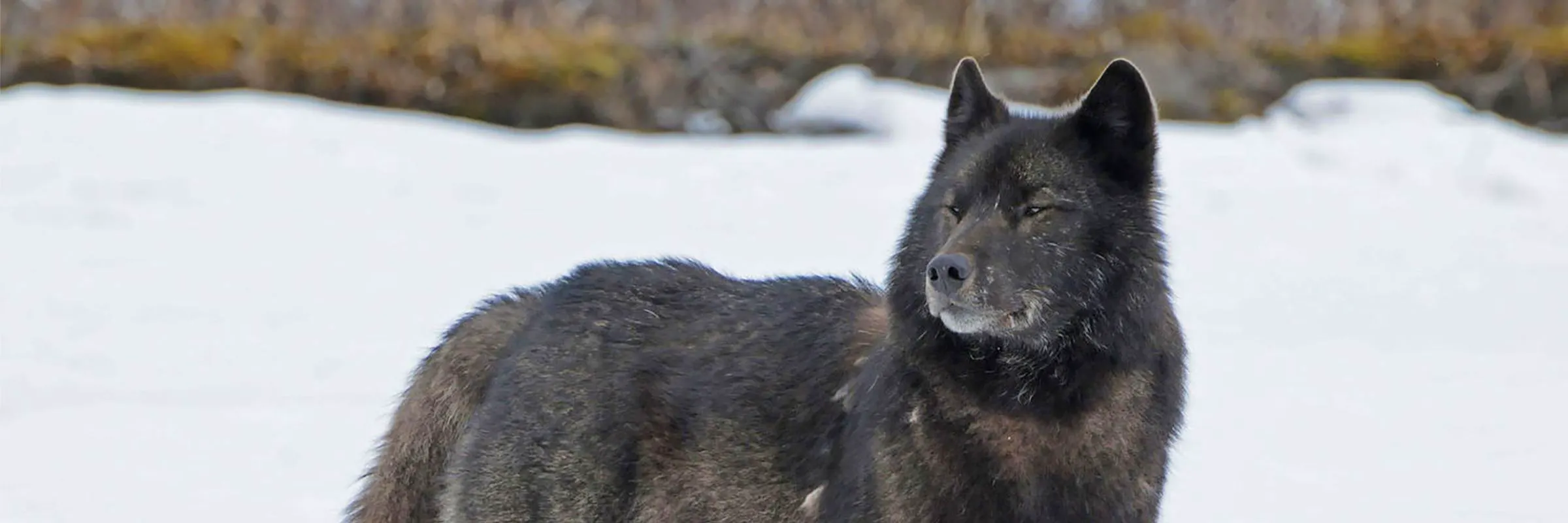 Alexander Archipelago wolf in snow