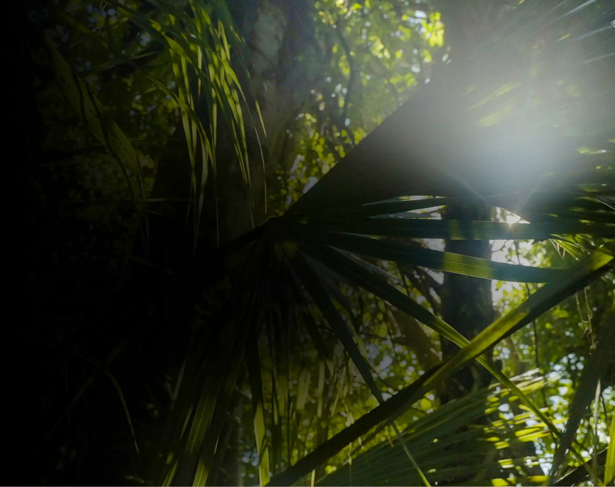 Light shining through palm fronds