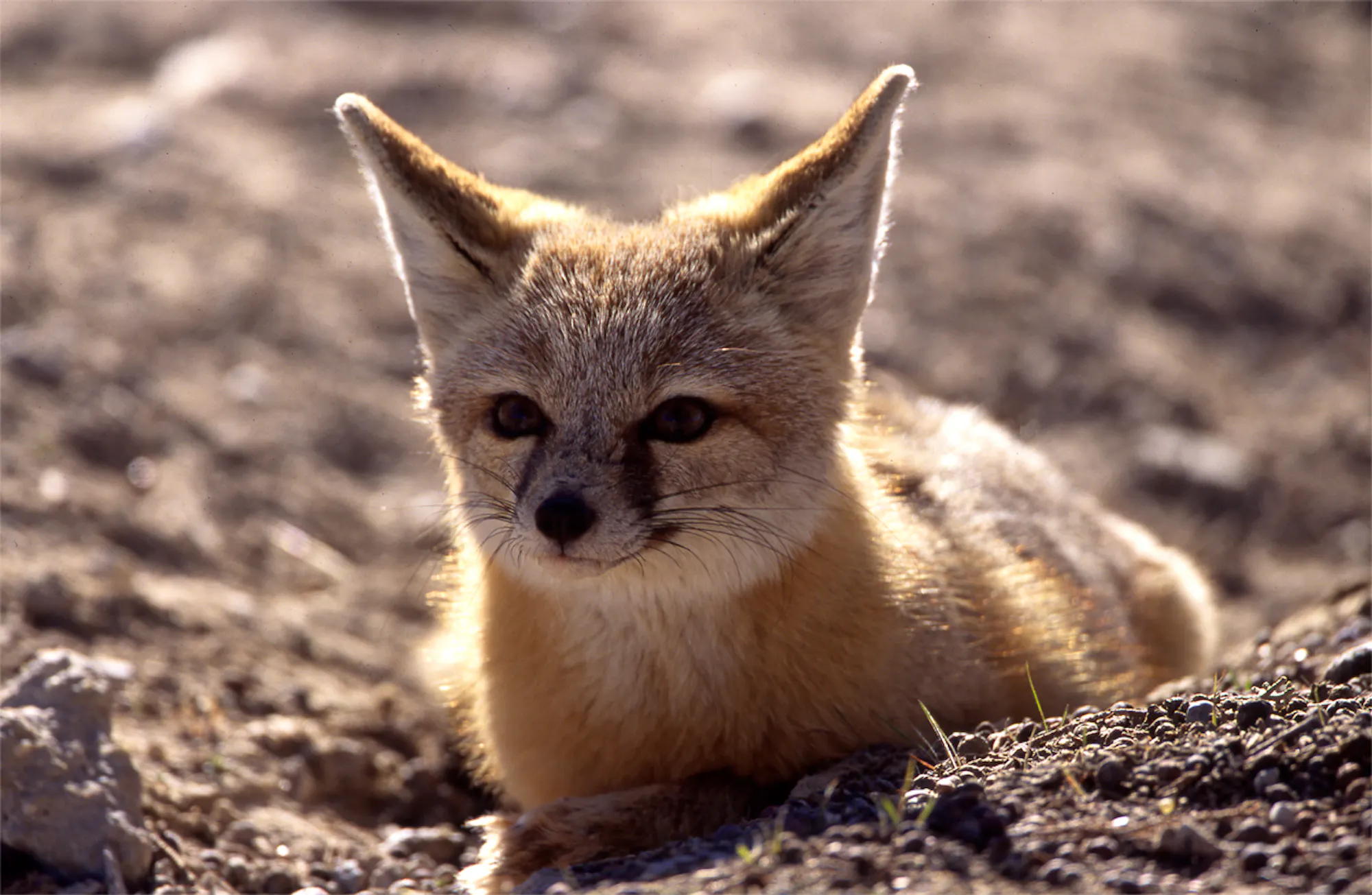 A kit fox lays in the dirt on BLM land in Utah.