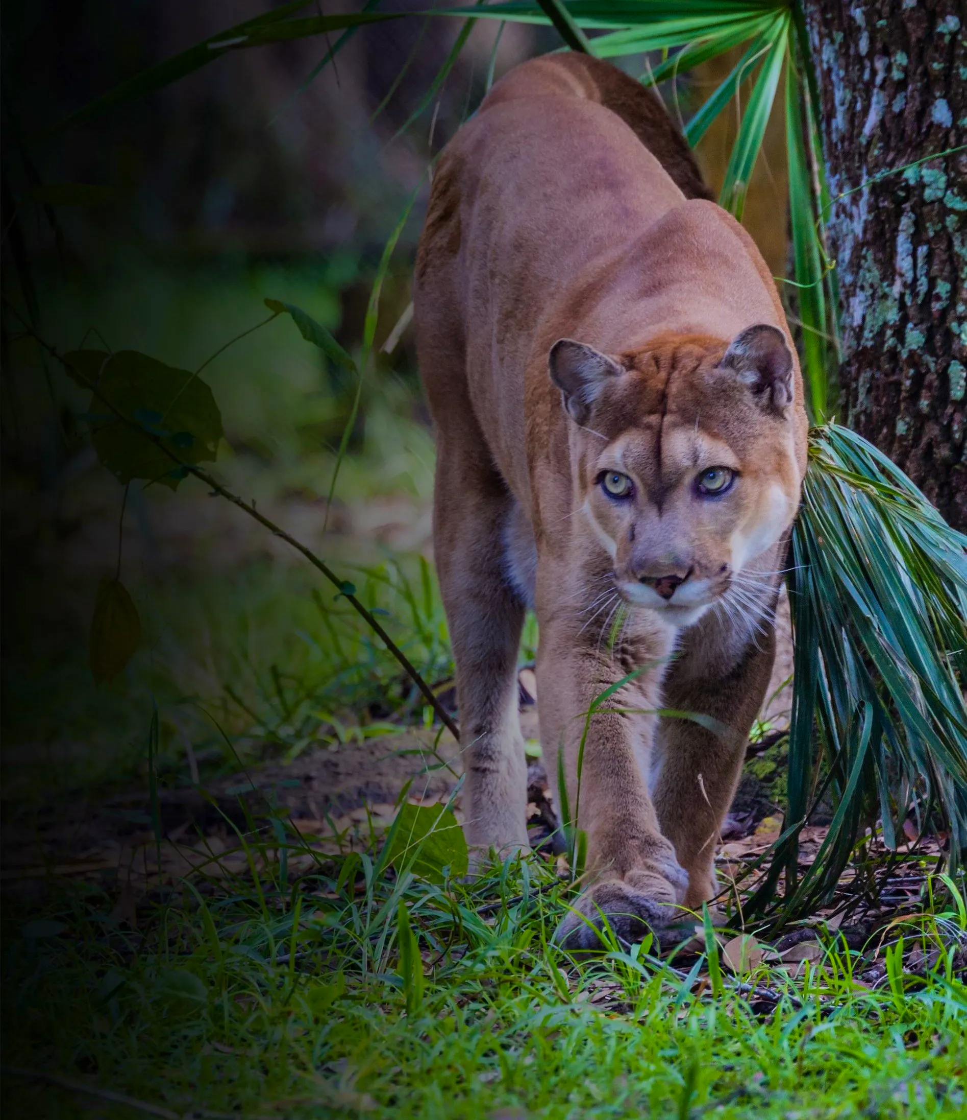 Florida panther walking through grass and looking to the left