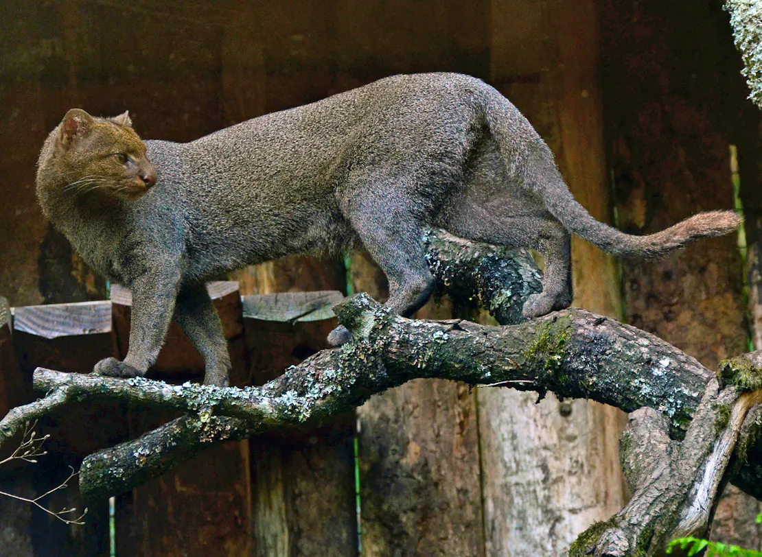 A captive jaguarundi stands on top of a thick branch.