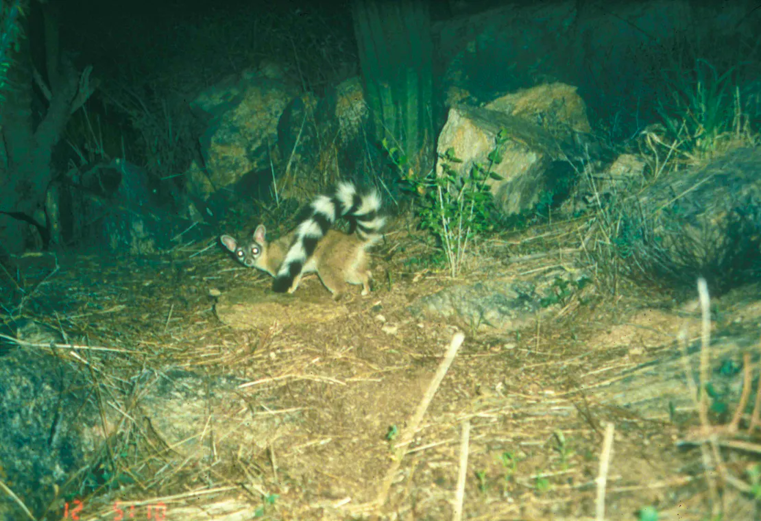A ringtail is caught by the flash of a camera in Saguaro National Park. This small mammal is mostly tan with a long, black and white striped tail and large rounded ears atop its small head.