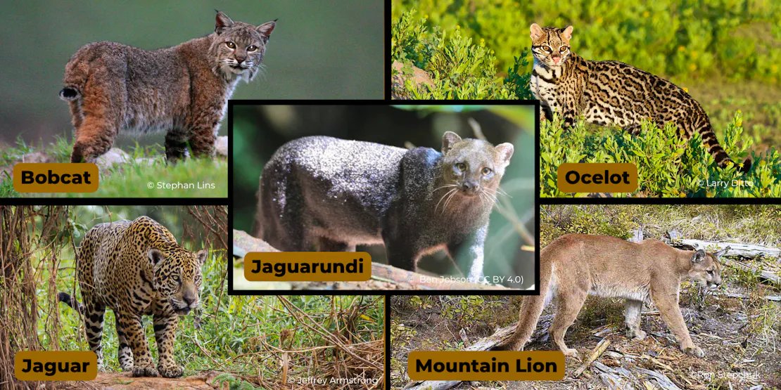 A graphic showing five different cats: a bobcat, ocelot, jaguar, mountain lion and a jaguarundi.