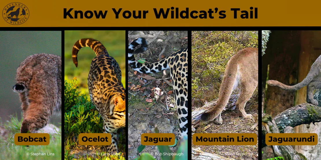 Graphic "Know Your Wildcat's Tail" with five photos of each cats tail: bobcat, ocelot, jaguar, mountain lion and jaguarundi.
