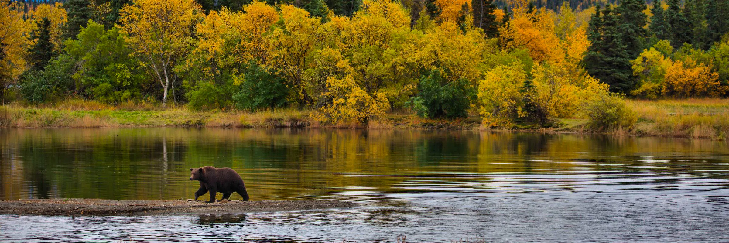 Bear in river, alaska