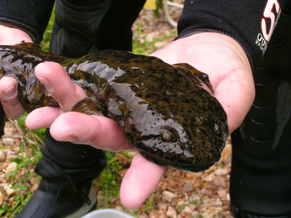 Biologist Jill Utrup holding a Hellbender in her hands.