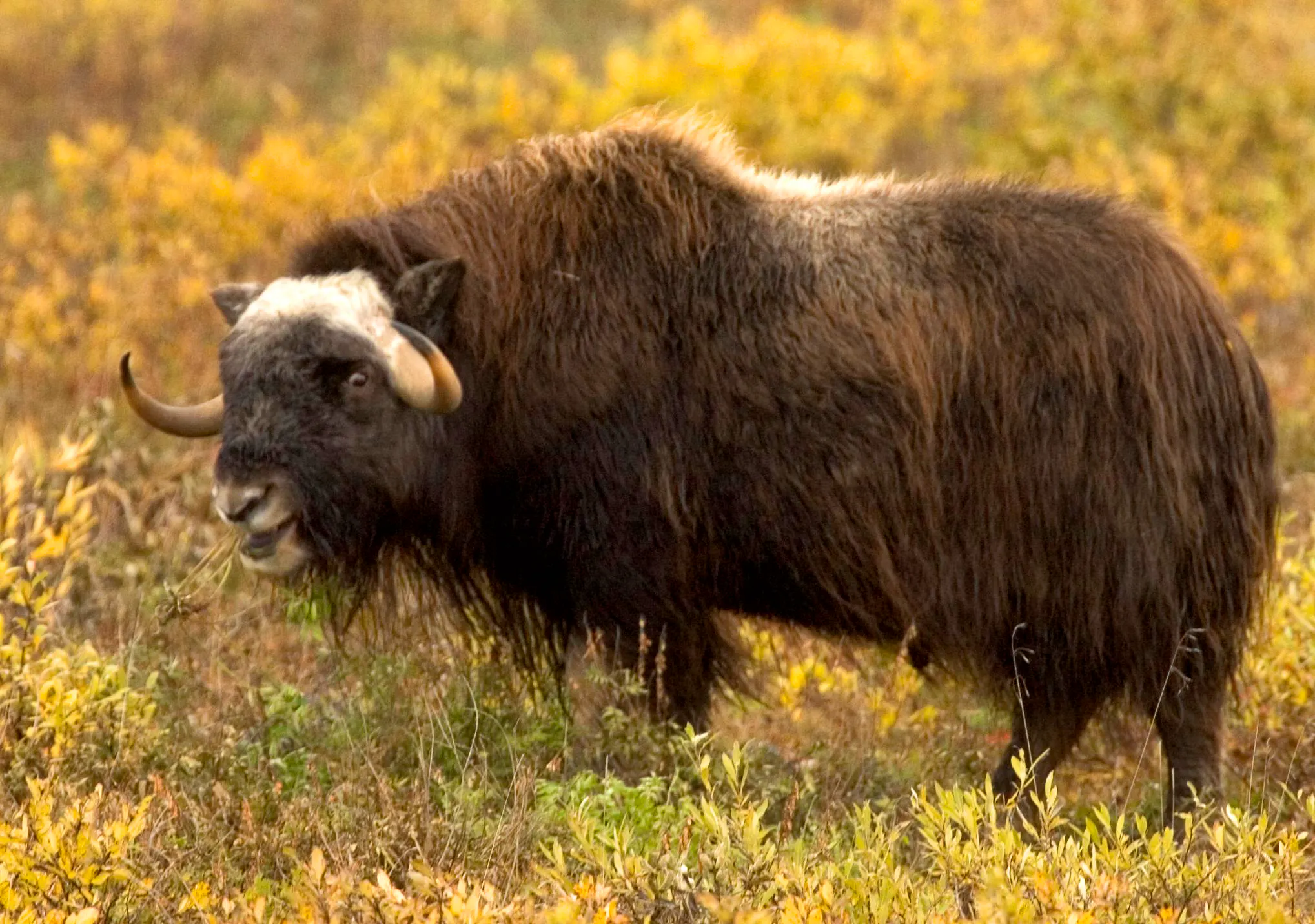 Muskox at the Arctic National Wildlife Refuge