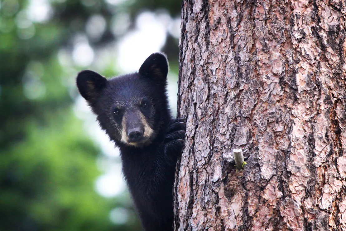 A black bear cub peeks around a tree  in Heron, Montana.