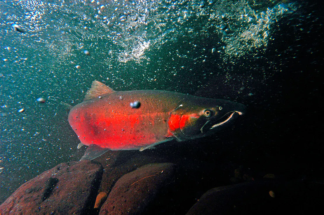 A coho salmon makes its way up Cedar Creek on its way to the Sandy fish hatchery.