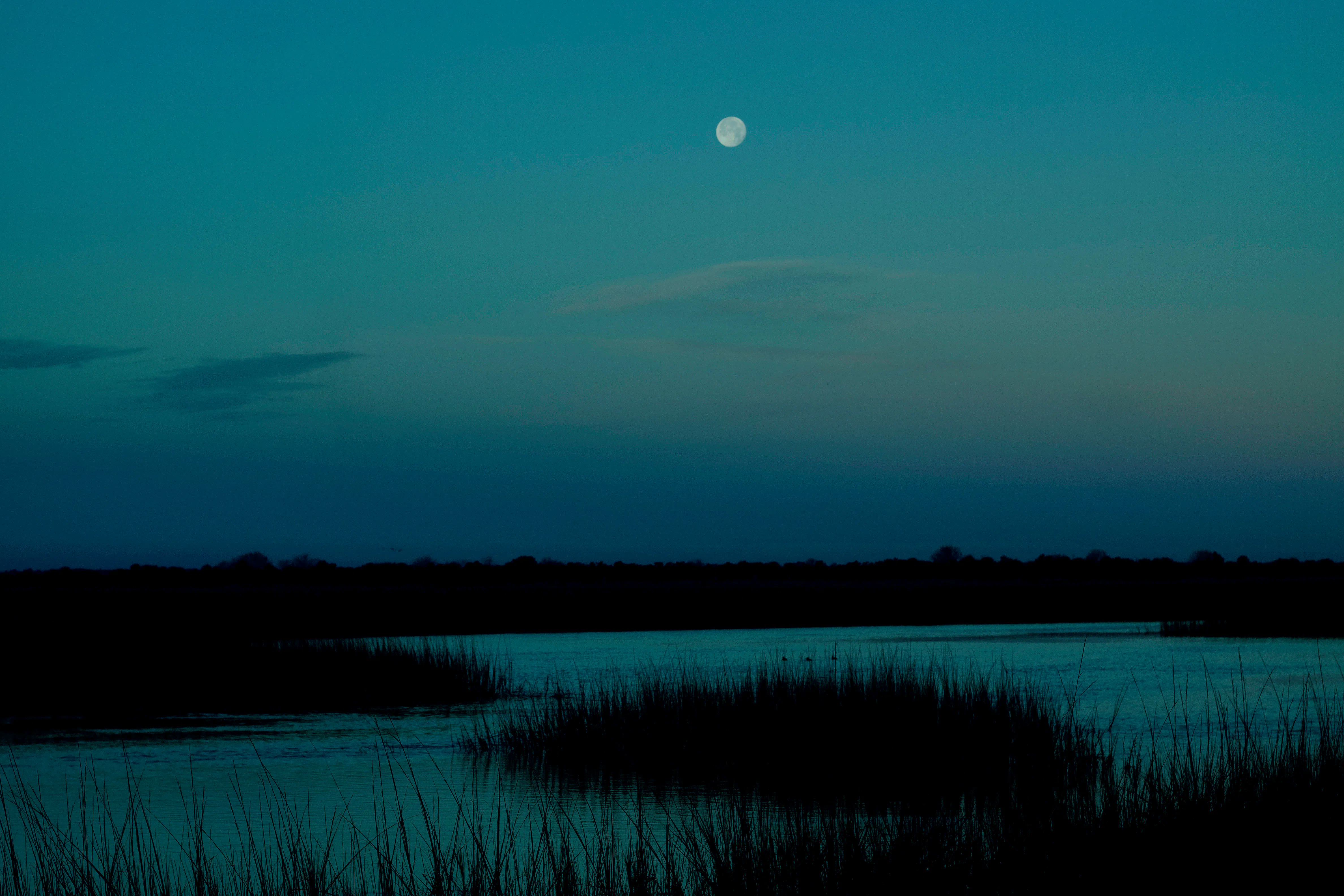 Salt Marsh - Cumberland Island 
