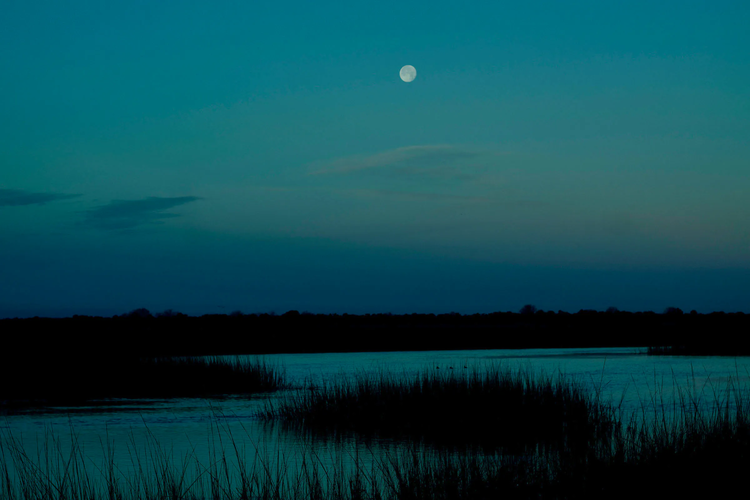 Salt Marsh - Cumberland Island 
