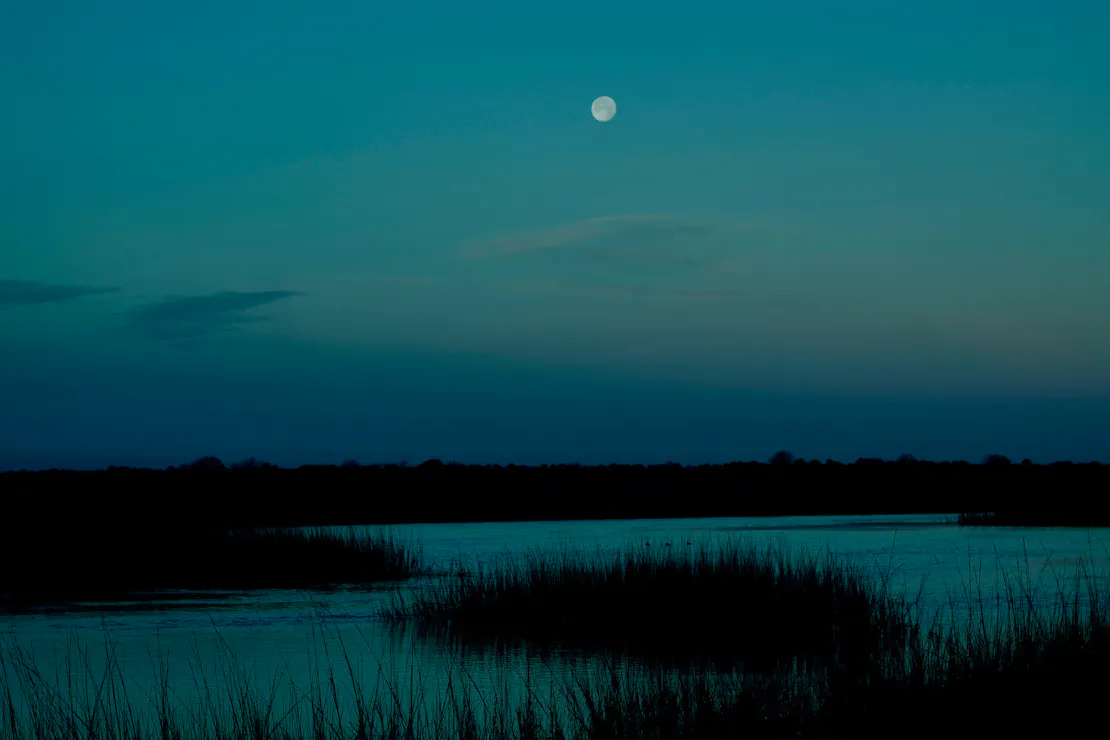 Salt Marsh - Cumberland Island 