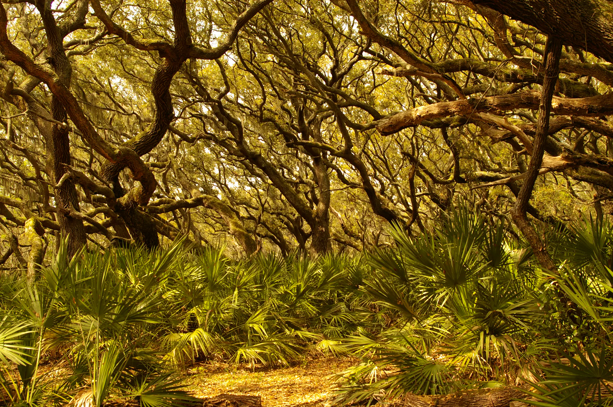 Cumberland Island 